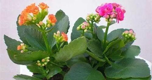 长寿花适合放在卧室吗（注意事项）