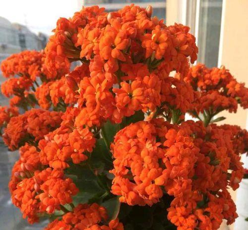 长寿花的栽培技巧——深盆还是浅盆（探究长寿花的生长需要）