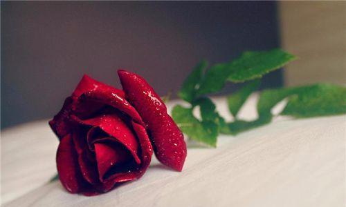 玫瑰花的花语（不同颜色的玫瑰花所代表的情感和含义）