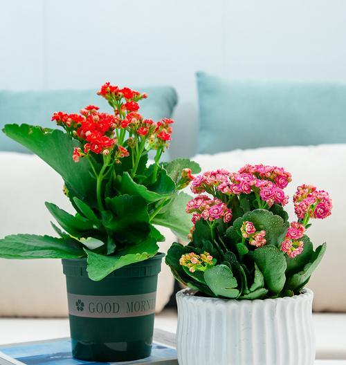 长寿花适合室内还是室外（探究长寿花的生长环境与室内/室外种植的优缺点）