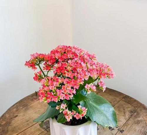 长寿花适合室内还是室外（探究长寿花的生长环境与室内/室外种植的优缺点）