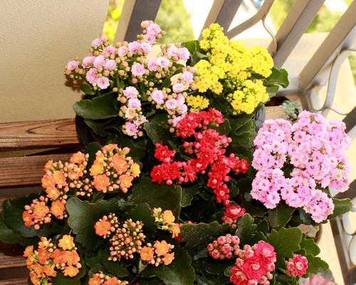 长寿花（适合在室内养的多肉植物）
