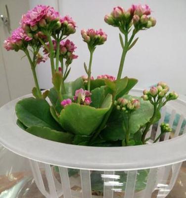 长寿花（适合在室内养的多肉植物）
