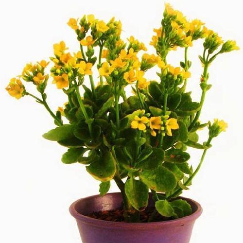 长寿花（适合在室内养的多肉植物）