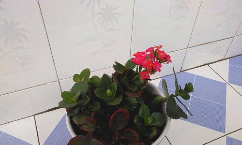 长寿花水浇多了该怎么办（浇水过多补救方法）