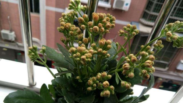 长寿花水浇多了该怎么办（浇水过多补救方法）