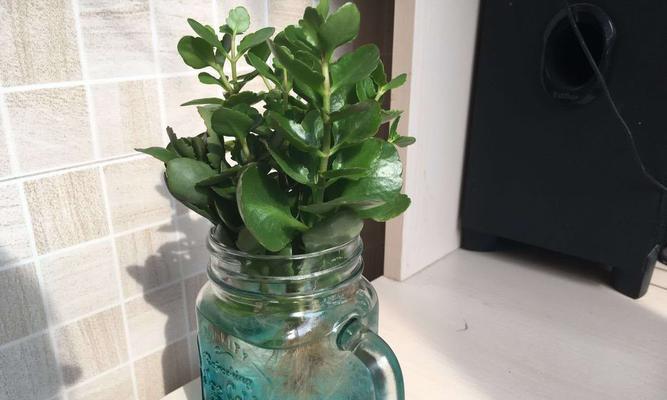 长寿花的水培与土培（探讨长寿花不同种植方式的优缺点）