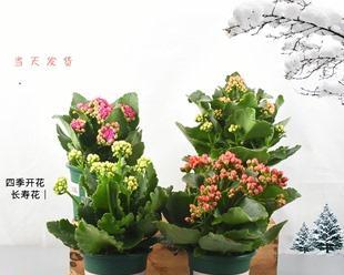 长寿花的水培与土培（探讨长寿花不同种植方式的优缺点）