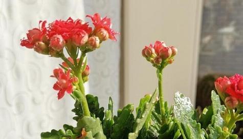 长寿花解决甲醛问题（长寿花吸附甲醛）
