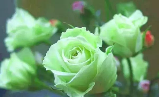 不同颜色玫瑰花的花语与意义（探寻玫瑰花背后的情感世界）