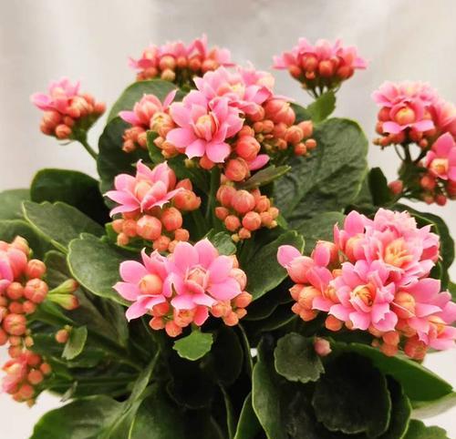 长寿花解决甲醛问题（长寿花吸附甲醛）