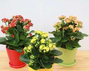 长寿花解决甲醛问题（长寿花吸附甲醛）