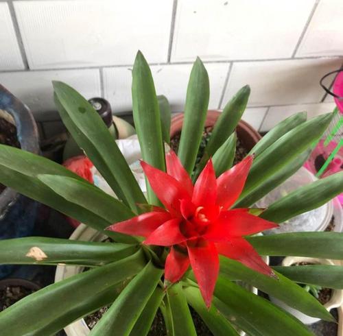 长寿花的光照需求（揭秘长寿花的生长之道）