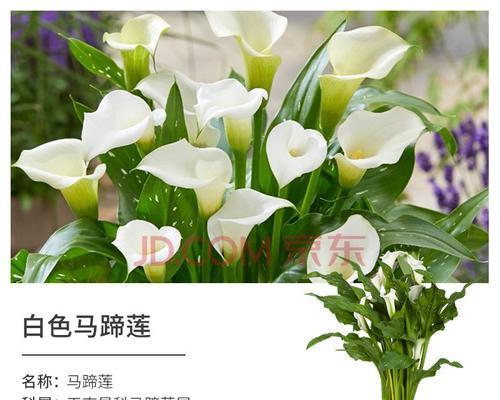 彩色马蹄莲花语（探寻彩色马蹄莲花的花语之谜）