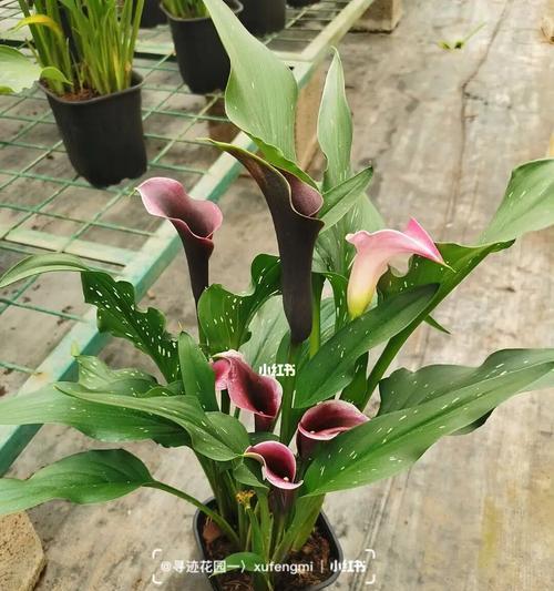 彩色马蹄莲花语（探寻彩色马蹄莲花的花语之谜）
