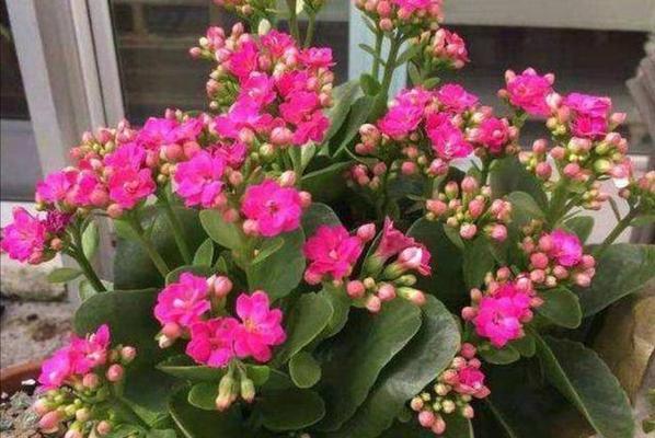 长寿花夏季浇水的注意事项（多久浇一次水）