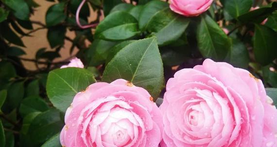 四季茶花的花语与意义（解读四季茶花的四种花语）