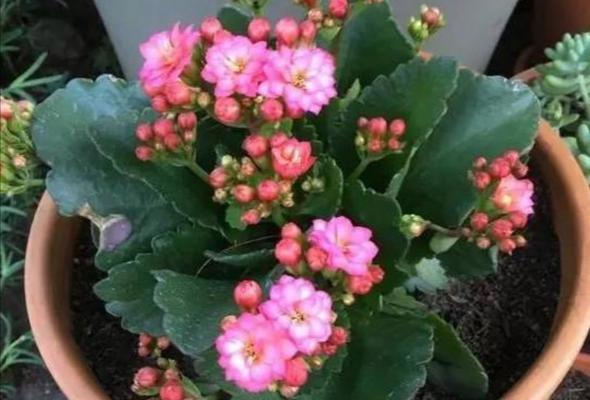夏季长寿花浇水全指南（科学浇水）