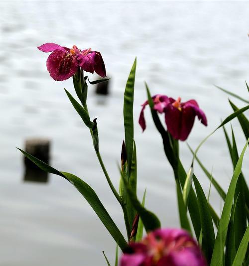 菖蒲花花语（菖蒲花的意义与象征）