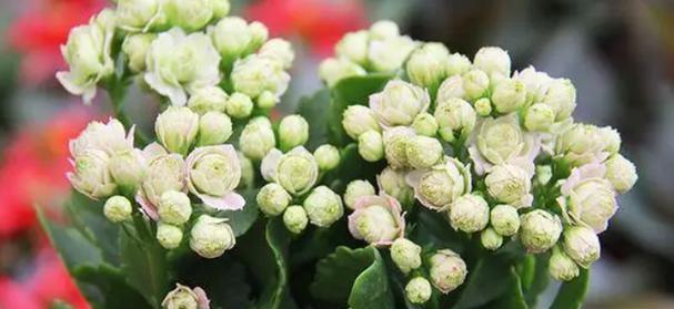 长寿花的养护（阳光照耀）