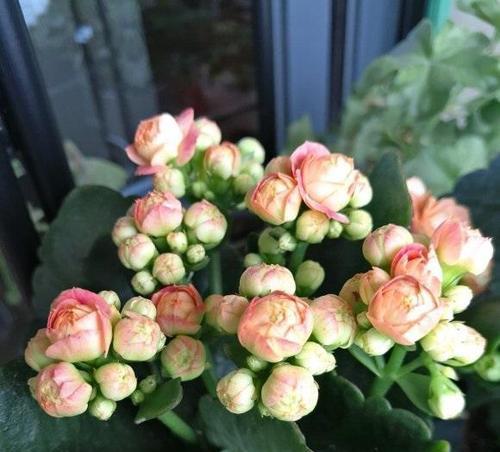 长寿花的养护（阳光照耀）