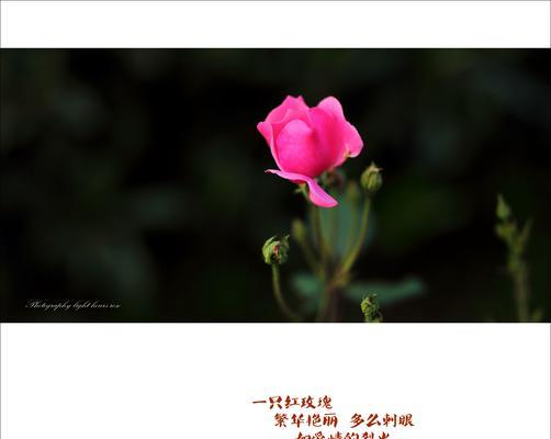 常见玫瑰花品种花语解析（用花语传递情感的艺术）