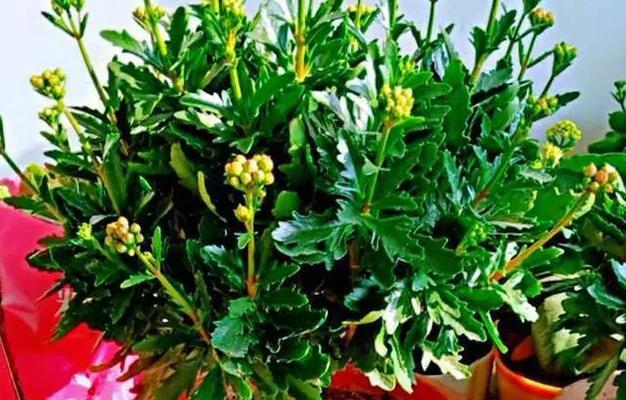 长寿花叶子烂了怎么办（长寿花烂叶子怎么办）