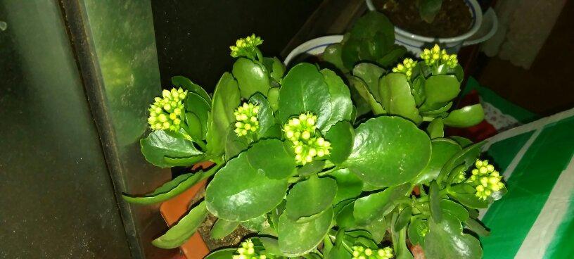 长寿花叶子烂了怎么办（长寿花烂叶子怎么办）