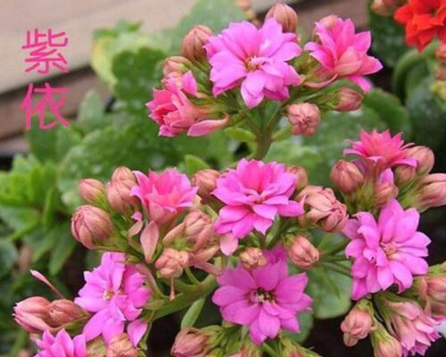 长寿花的开花次数及特点（一年开几次花）