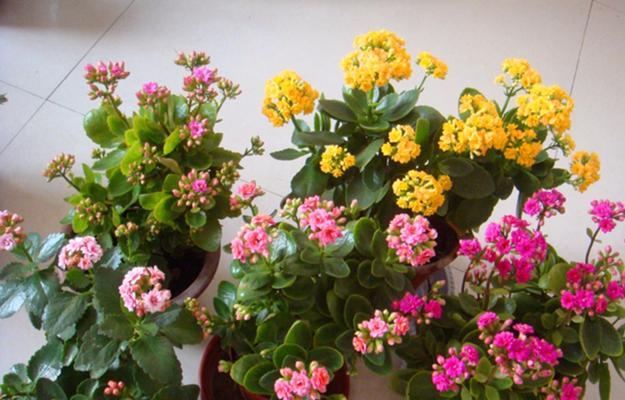 长寿花的开花次数及特点（一年开几次花）
