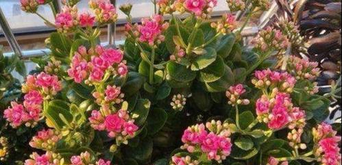 长寿花（探秘长寿花的开花秘密）