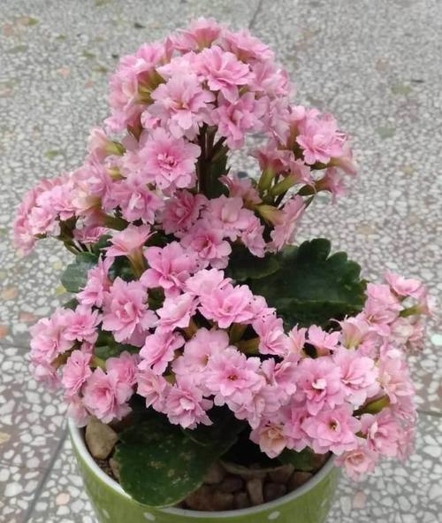 长寿花（探秘长寿花的开花秘密）