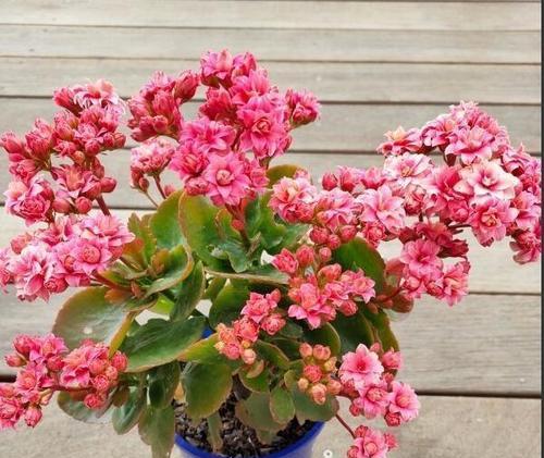 长寿花（探秘长寿花的开花秘密）