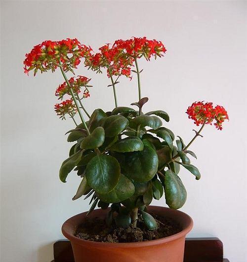 种植长寿花的小技巧（一盆长寿花怎么种植最好）