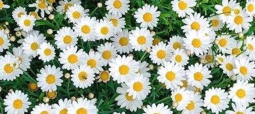雏菊（用雏菊的花语演绎生命之美）