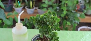 长寿花移盆后的养护方法（长寿花移盆后如何浇水）