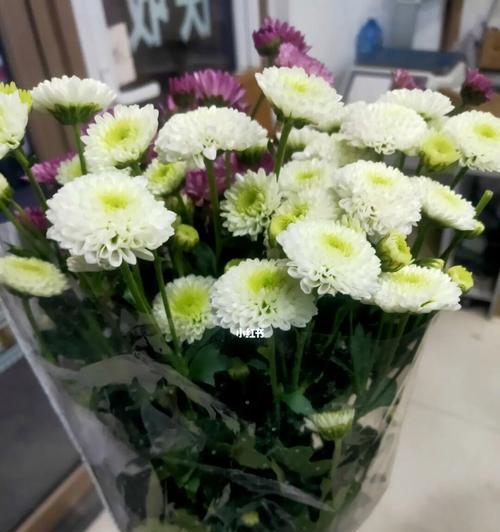 雏菊（用雏菊告诉我们什么是真正的美与勇敢）