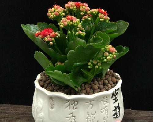 长寿花种植技巧（选择合适的盆与土壤）