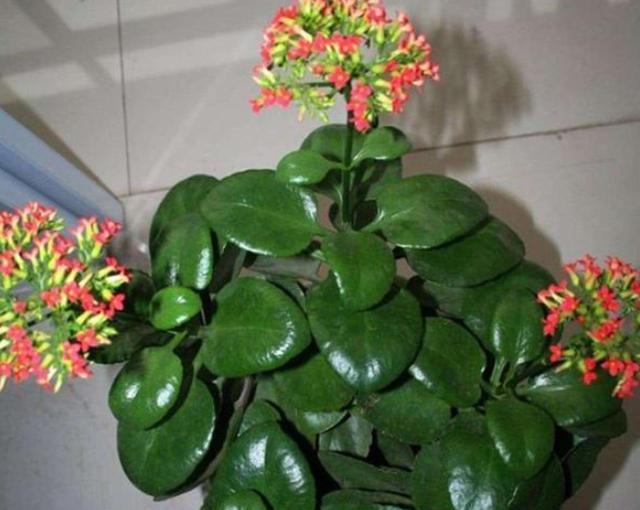 长寿花种植技巧（选择合适的盆与土壤）