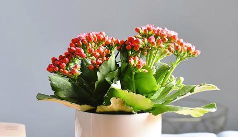长寿花种植技巧（选择合适的盆与土壤）