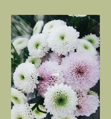 五彩斑斓的雏菊花语（不同颜色雏菊的意义与传达的情感）