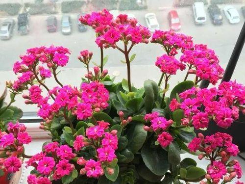 长寿花有毒吗（长寿花的毒性分析）