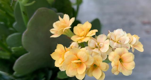 探寻长寿花世界的奥秘（探寻长寿花世界的奥秘）