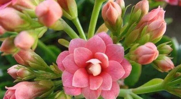 长寿花的益处与作用（探秘长寿花对身体健康的秘密）