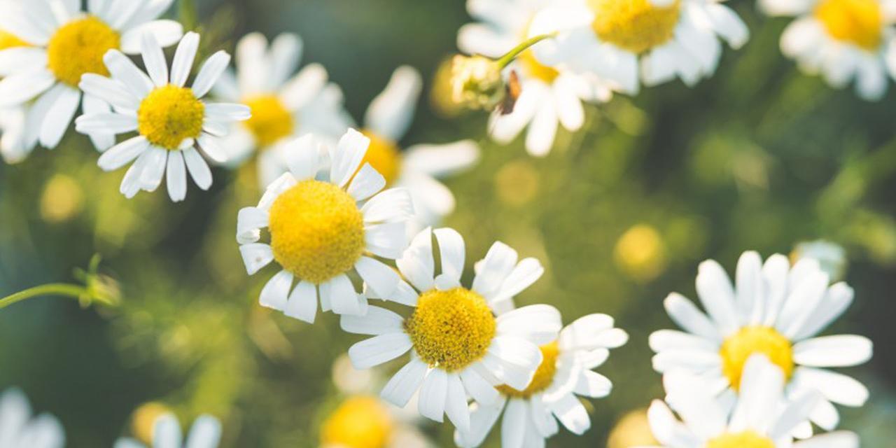 雏菊花（借雏菊花之言）