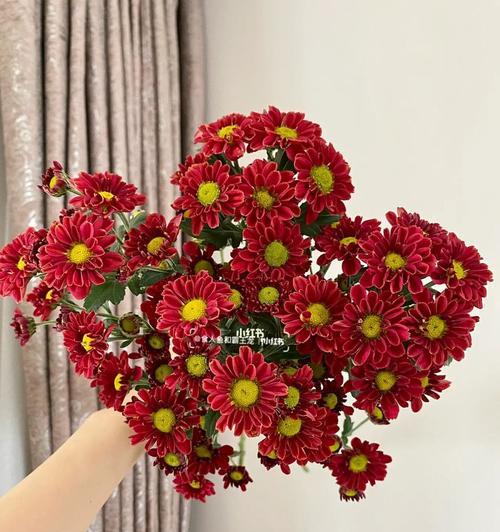 雏菊花（借雏菊花之言）