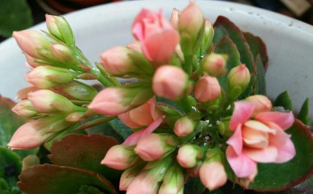 长寿花是否有香味（揭开长寿花芳香之谜）