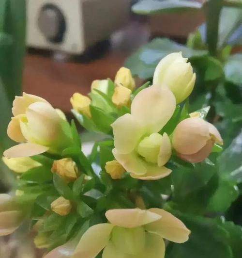 长寿花——健康与美丽的花朵