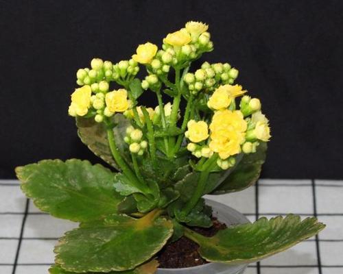长寿花过冬小技巧（保护长寿花健康越冬）