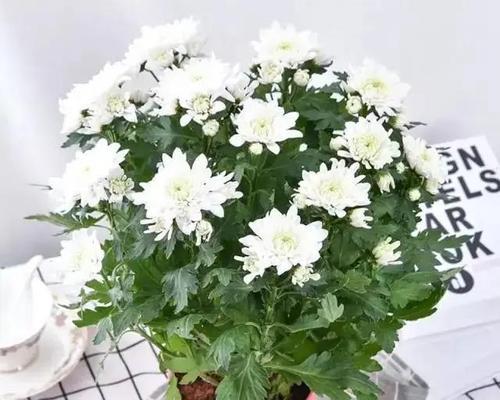 雏菊花语与寓意（探寻雏菊的花语与美丽寓意）